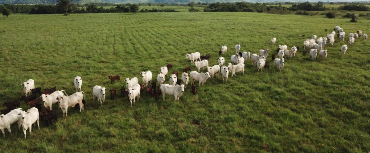 In Paragominas, Brazil, rotational grazing is boosting productivity per hectare and encouraging livestock farmers to leave slopes fallow, since such areas are difficult to access and plough © R. Poccard-Chapuis, Cirad